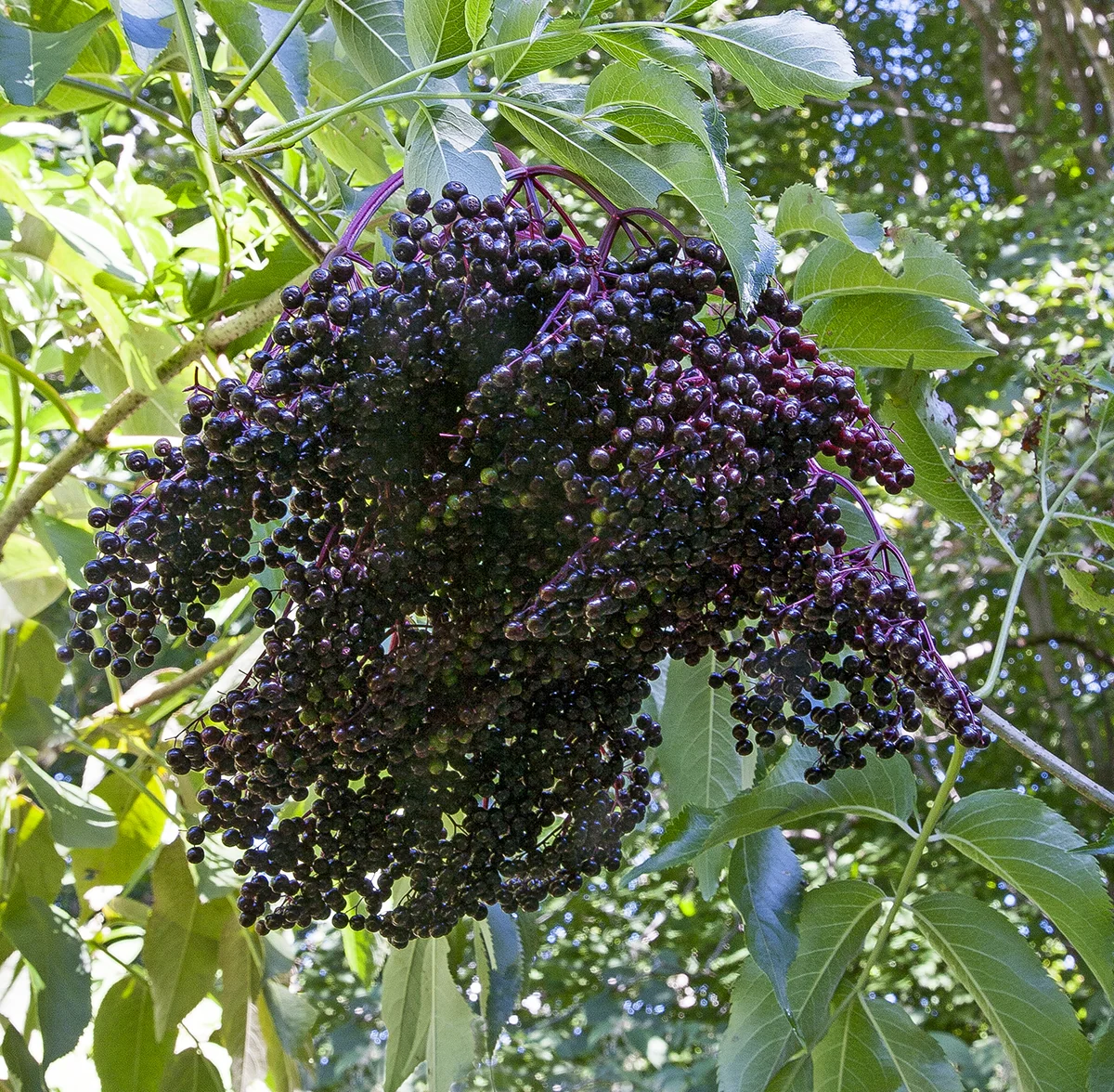 American Elderberry Plant ‘Ranch’ (Sambucus canadensis hybrid) - Image 3