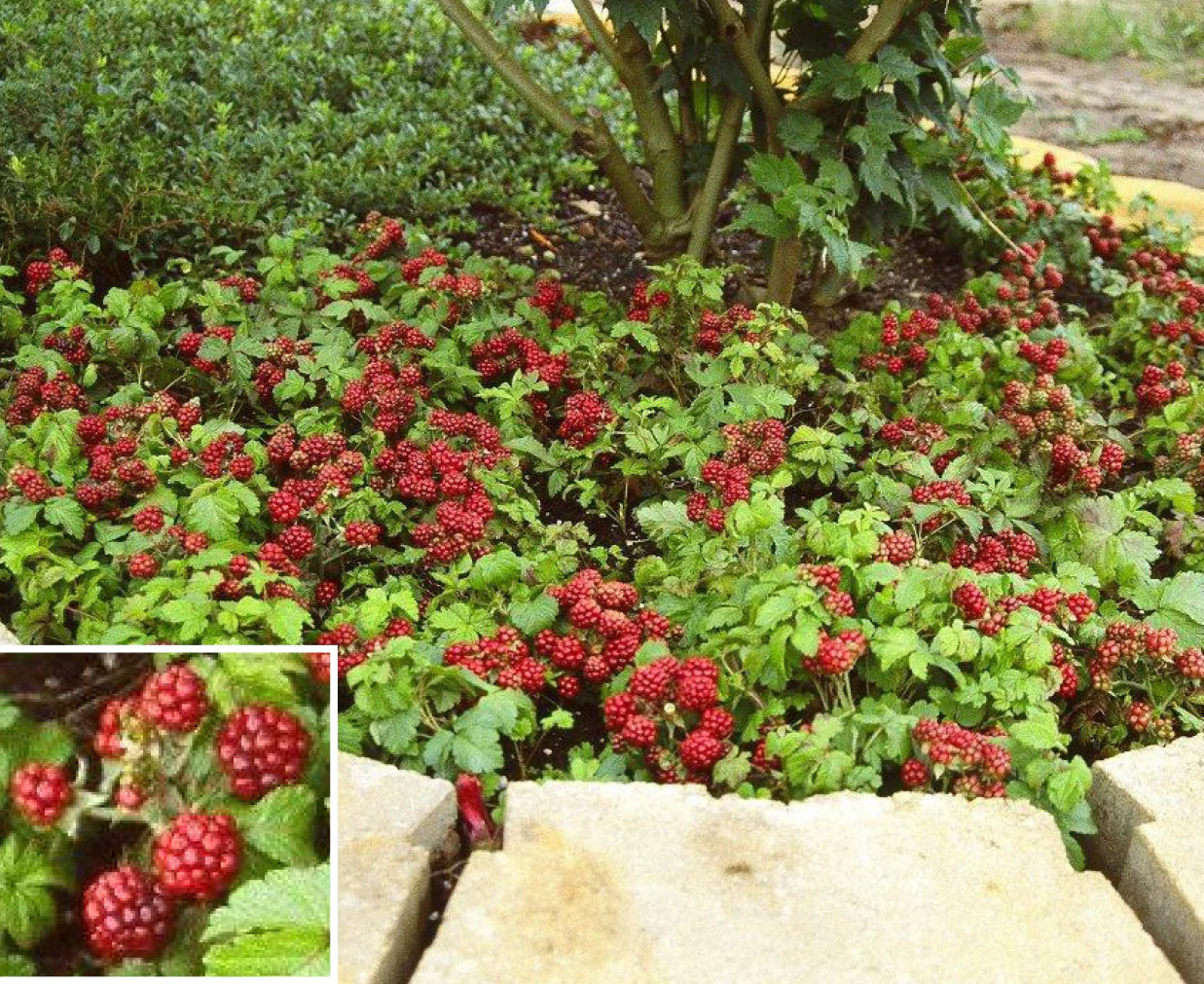 Arctic Raspberry Plant Set ‘Beta’ & ‘Sophia’ (Rubus arcticus x stellarcticus) - Image 4