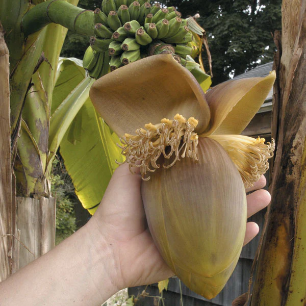 Hardy Banana Plant (Musa basjoo) - Image 3
