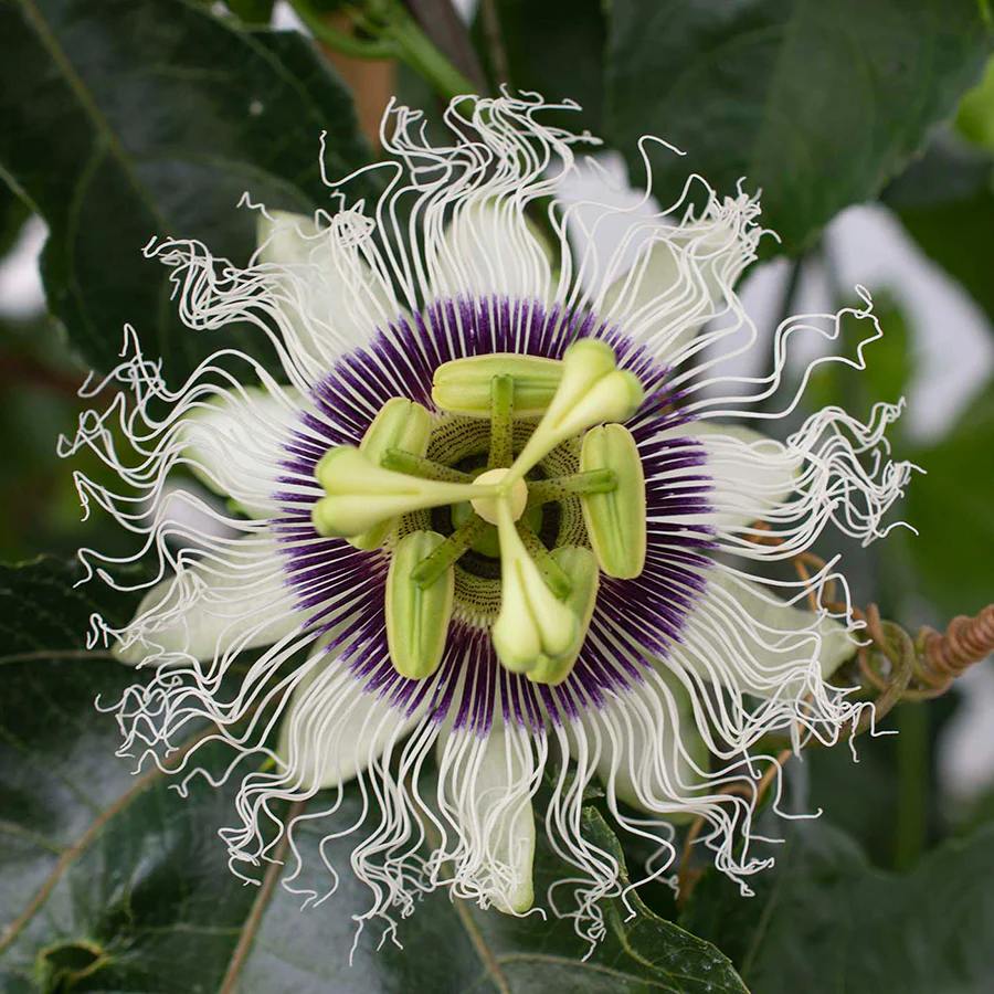 Poppin’ Passion™ Passion Fruit (Passiflora ‘Wellington 101’ PP) - Image 3