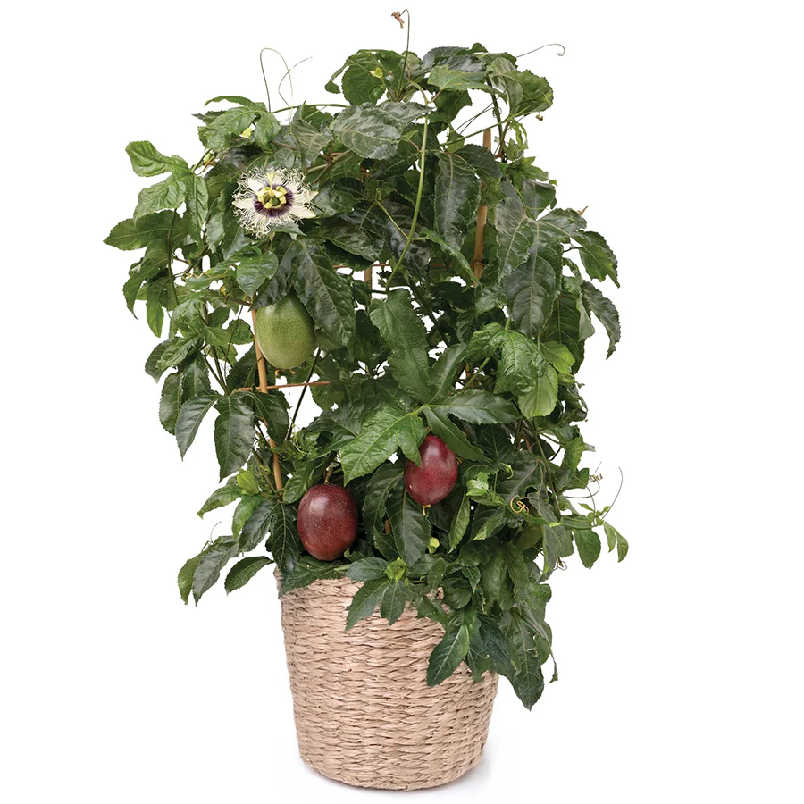 Poppin’ Passion™ Passion Fruit (Passiflora ‘Wellington 101’ PP) - Image 4